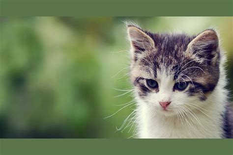 Including trails of sudsy water throughout your house and no small amount of bloodshed. Can You Identify Cat Breeds By Kitten Pictures?