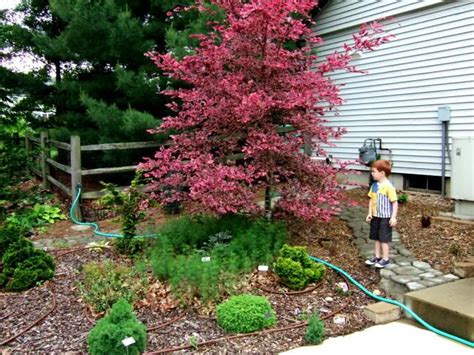 It gets full sun until 2:00 pm and then shade. Tri Color Beech Question - Trees Forum - GardenWeb | Shade ...