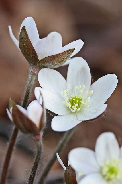 East Gwillimbury Cameragirl White Hepatica Todays Flowers