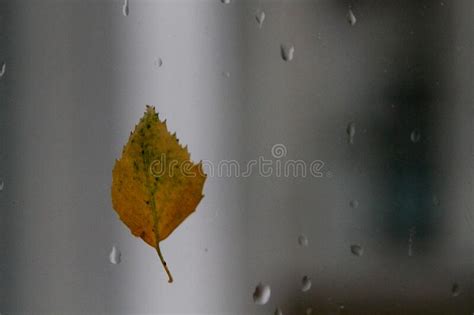 Yellow Birch Leaf On Wet Window Rain In Autumn Stock Image Image Of