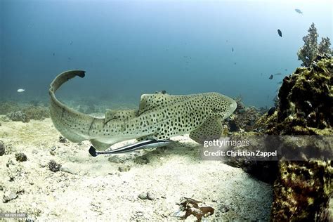 Leopard Shark Triakis Semifasciata Gulf Of Oman Oman Photo Getty Images