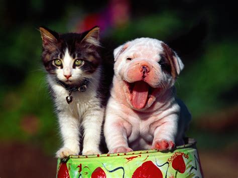 Cute Cat Dog Wallpaper Free Hd Downloads