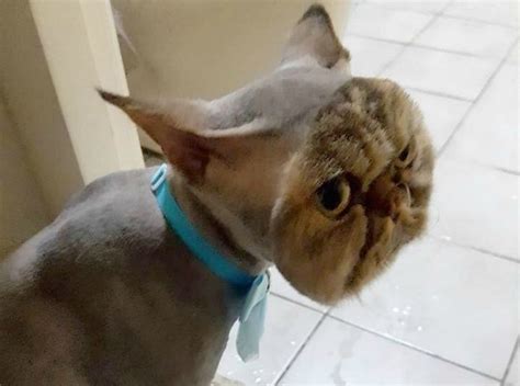 17 Times Pet Haircuts Went So Wrong Its Hilarious Funny Animals