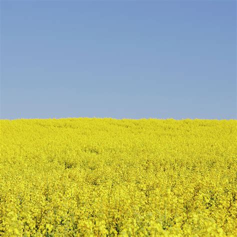 Field Of Blooming Mustard Seed Plants Photograph By Mint Images Paul