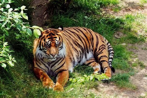 Das auch als waldzoo bekannte gelände erstreckt sich über 23. 2019-05-29 Zoo Osnabrück Foto & Bild | tiere, zoo ...