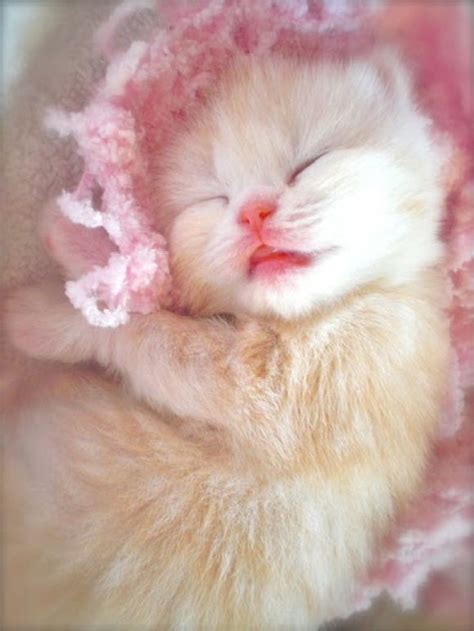 Kitten Pretty In Pink Cutest Paw Cute Animals Cute Cats Kittens