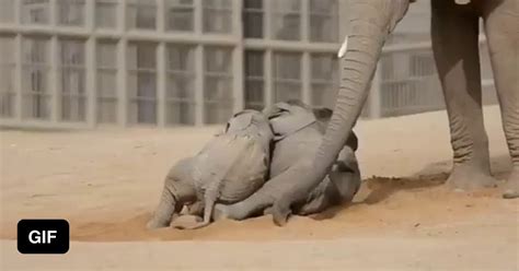 Baby Elephants Playing 9gag
