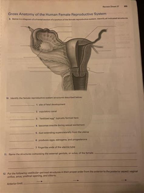 Solved Review Sheet Gross Anatomy Of The Human Female Chegg Com