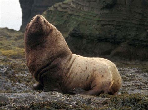 Harp Seal The Animal Facts Appearance Diet Habitat Behavior