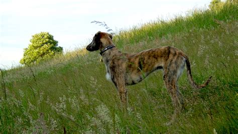 What Are Lurcher Dog Breeds Pawversity