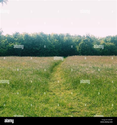 Path Through Long Grass To Trees Stock Photo Alamy