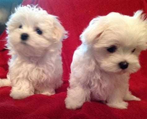 Purebred Teacup Maltese Puppies For Sale