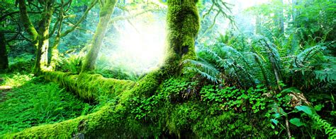 Ancient Forest Ancient Trees Forest Background Image For Free Download