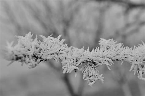 Free Picture Beautiful Photo Fog Frost Frozen Ice Crystal Twig
