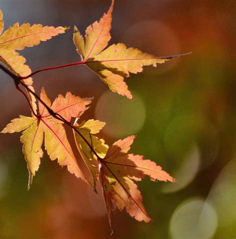 Free Stock Photo Of Autumn Color Light Maple Leaves