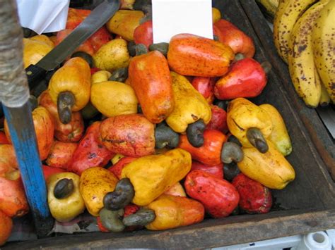 The fruit of the cashew tree is an accessory fruit (sometimes called a pseudocarp or false fruit). Festivals, Parties and Shows: Cacao, Cashew, Lobster ...