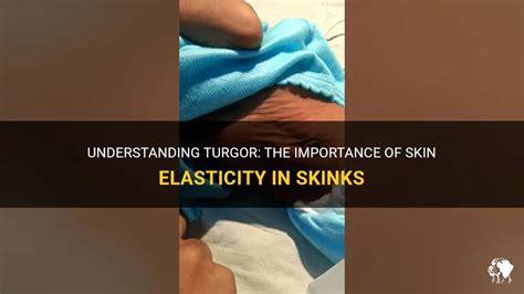 Understanding Turgor The Importance Of Skin Elasticity In Skinks Petshun