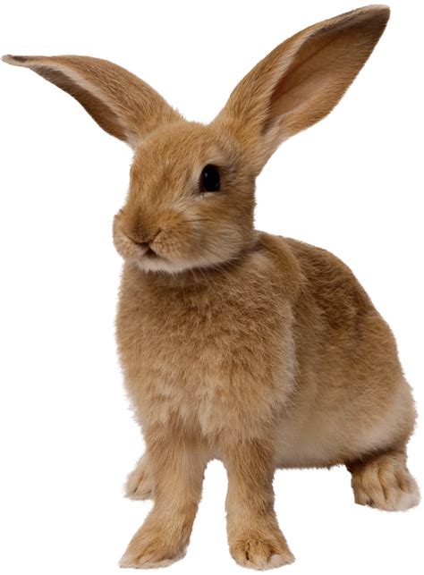 Download Thin Brown Rabbit Standing Png Image For Free