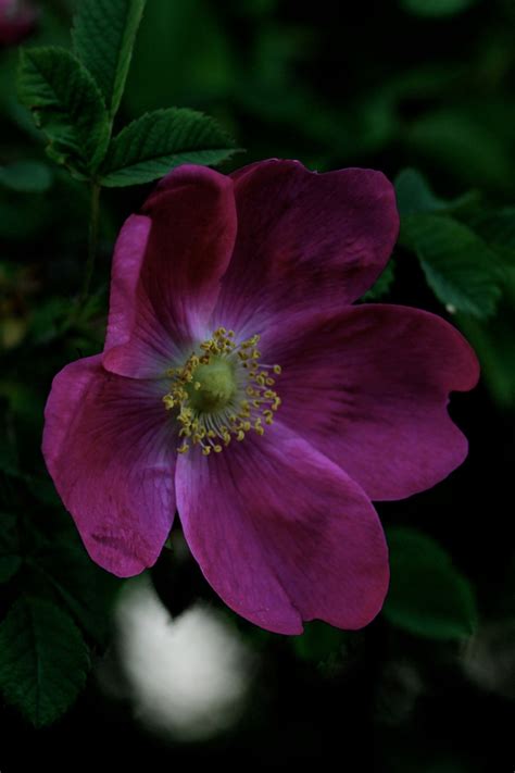 The Wild Roses Are In Bloom Now 21 May 2016 Greenreblooming