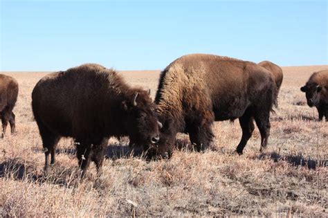 American Bison Bison Bison Natureworks