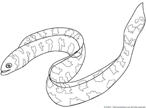 Electric Eel Coloring Page at GetColorings.com | Free printable
