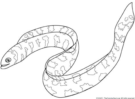 Electric Eel Coloring Page At Free Printable