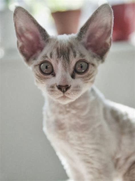 What are ragdoll cats ? Are Cornish Rex Hypoallergenic? | Devon rex cats, Fancy ...