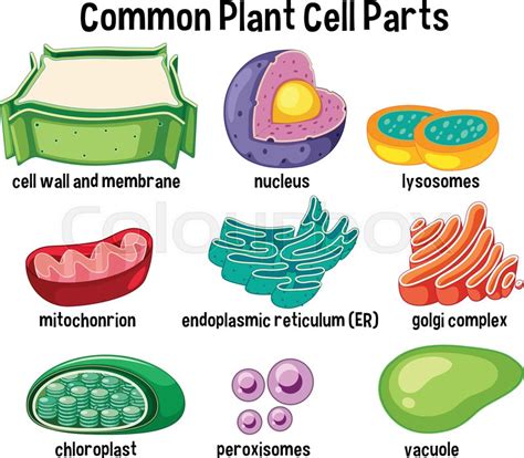 Check spelling or type a new query. Common plant cell parts illustration ...#cell #common # ...