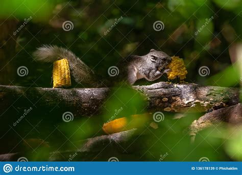 Thai Common Squirrel On Feeding Perch Enjoy Eating A Corn Stock Image