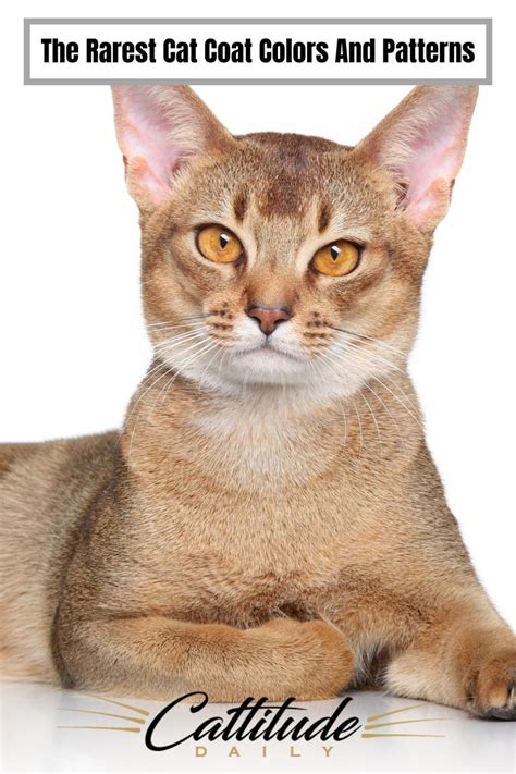 The Rarest Cat Coat Colors And Patterns | Rare cats, Rare cat breeds, Cats