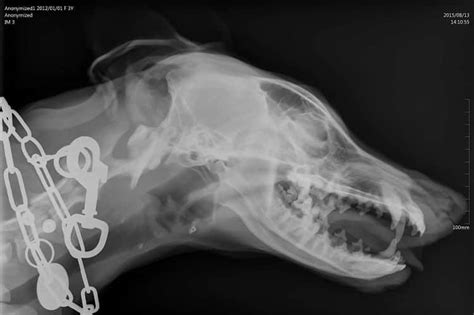 Dog Xray Guide How Much Does It Cost Joypetproducts