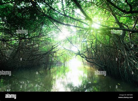 Mysterious Landscape And Surreal Beauty Of Jungles With Tropical River