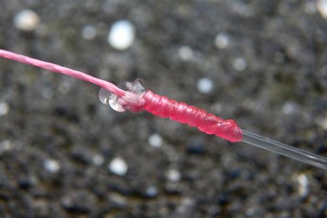 Norwegen angeln angeltricks karpfen schnur knoten angeln fliegenfischen karpfenfischen. Clinch-Schlagschnurknoten | DR. CATCH - besser angeln!