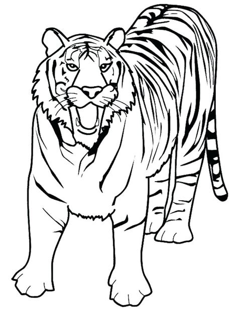 Realistic Tiger Coloring Pages at GetColorings.com | Free printable