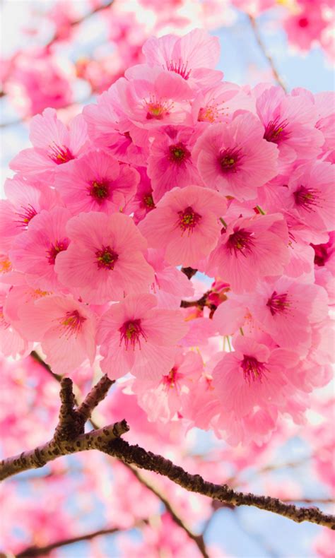 Download 480x800 Wallpaper Pink Tree Branches Cherry Flowers Close