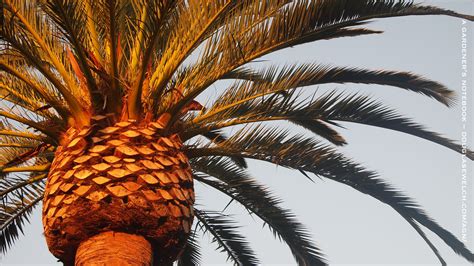 Looking for the best wallpapers? Palm Tree Desktop Wallpaper ·① WallpaperTag