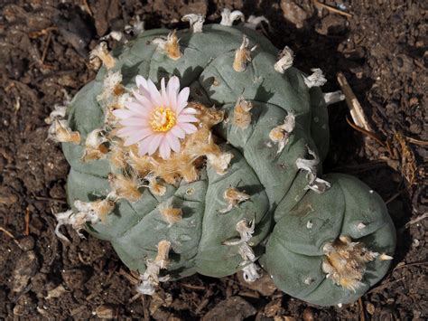 The Native American Church and Peyote Ceremonies