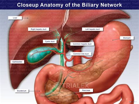 Closeup Anatomy Of The Biliary Network Trial Exhibits Inc