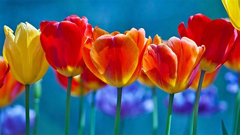 Spring Tulips Hd Wallpaper For Widescreen Desktop Pc 1920x1080 Full Hd