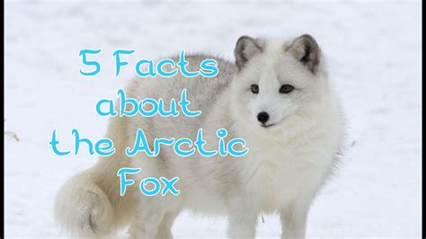 5 Facts About The Arctic Fox The Animal Files Youtube