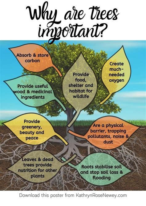 Why Are Trees Important Eco Poster Kathryn Rose Newey