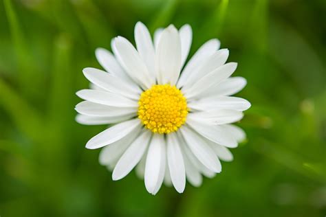 A Daisy He Loves Me He Loves Me Not Brilliant Viewpoint