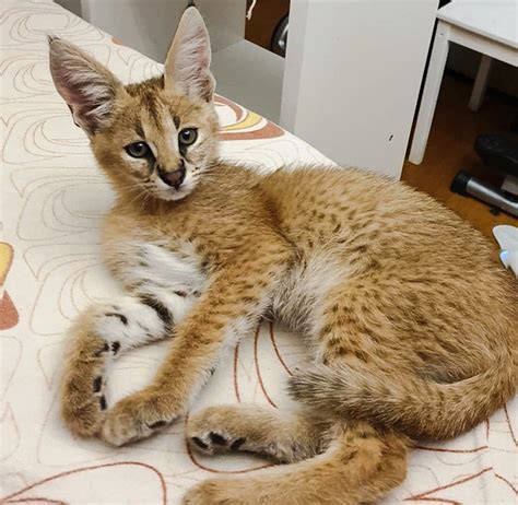 Caracal And Serval