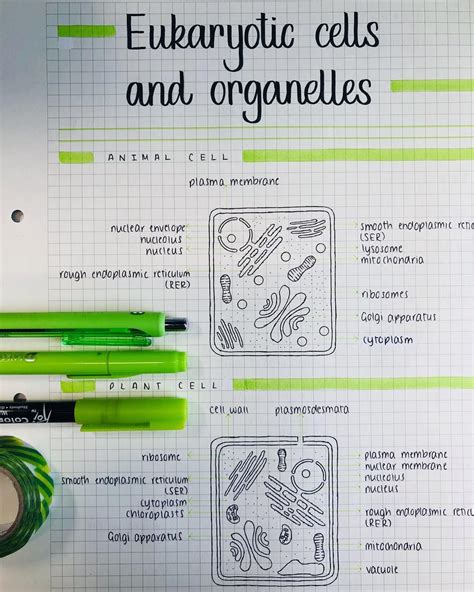 Notes over the cell with google slide presentation intended for biology students. JLiu Studies on Instagram: "Animal & Plant cells • # ...