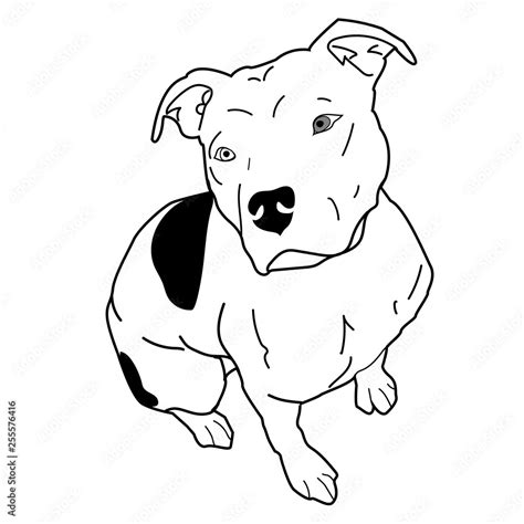 Vetor Do Stock Pitbull American Staffordshire Terrier Floppy Ears