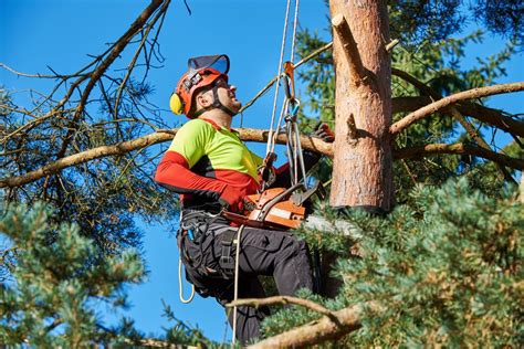 The cost of trimming a palm tree. Tree Removal Robina & Arborist Miami