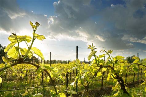 Check spelling or type a new query. La Cantina Pizzolato - Italian Organic Wines - Natural ...