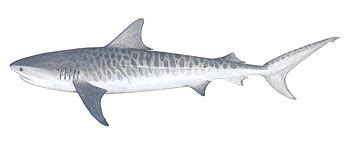 Maybe you would like to learn more about one of these? Tiger Shark - Saltwater Fish Species - Fishing Khao Lak