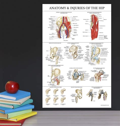 Anatomy Of Hip Joint Health And Fitness Wall Chart Poster Chartex Ltd