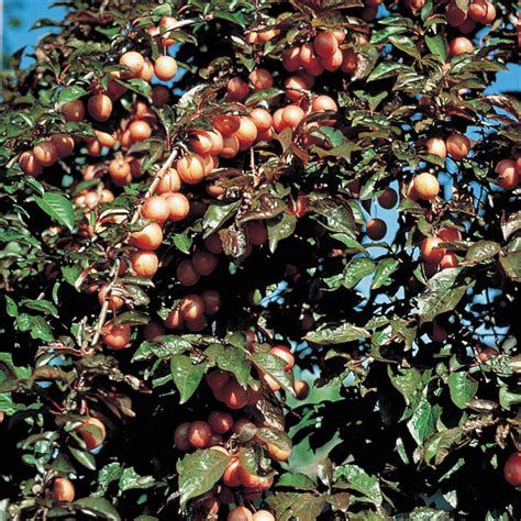 Native Plum Tree Gurneys Seed And Nursery Co